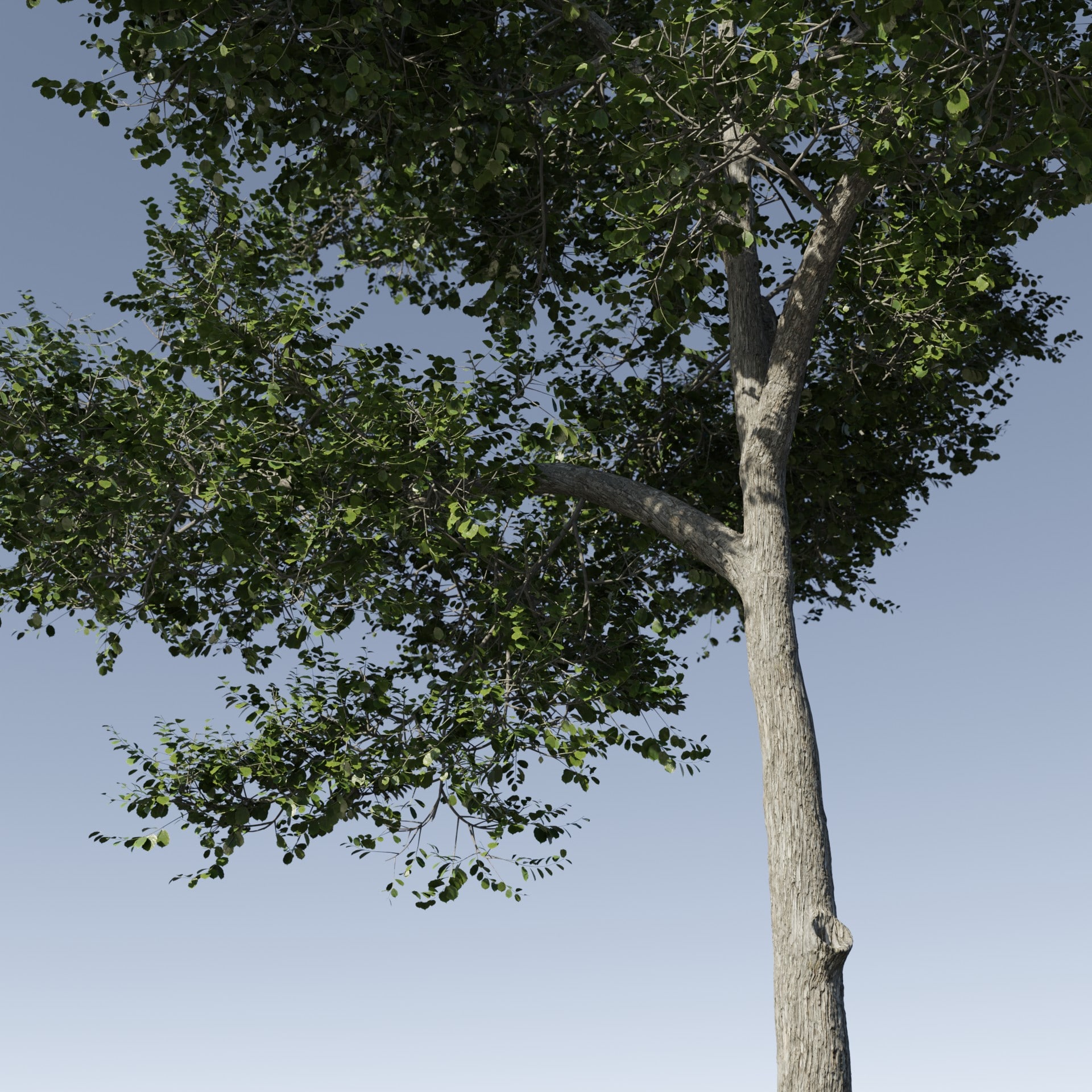 Generic Tree 6 – iMeshh