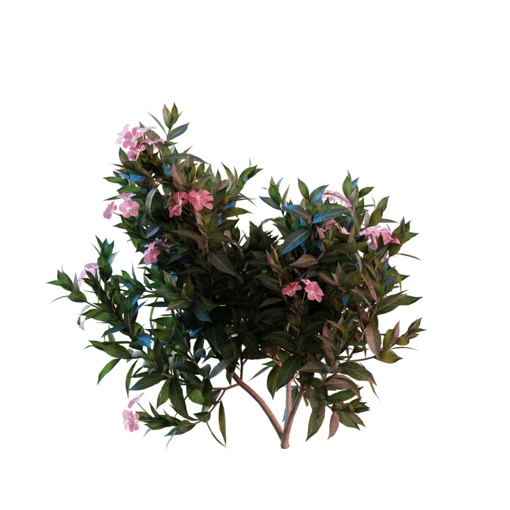 Nerium Oeander1 3D Models For Blender IMeshh 3D Model Library
