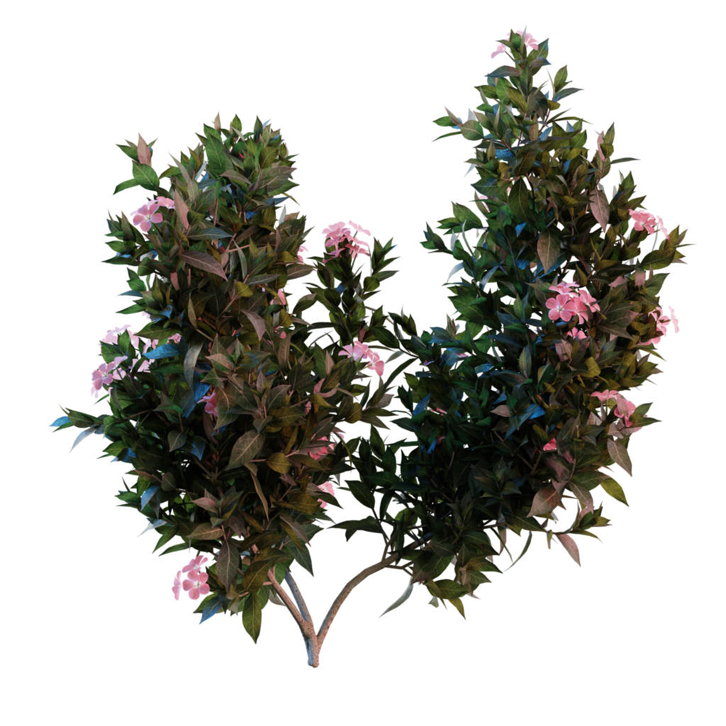 Nerium Oeander2 3D Models For Blender IMeshh 3D Model Library