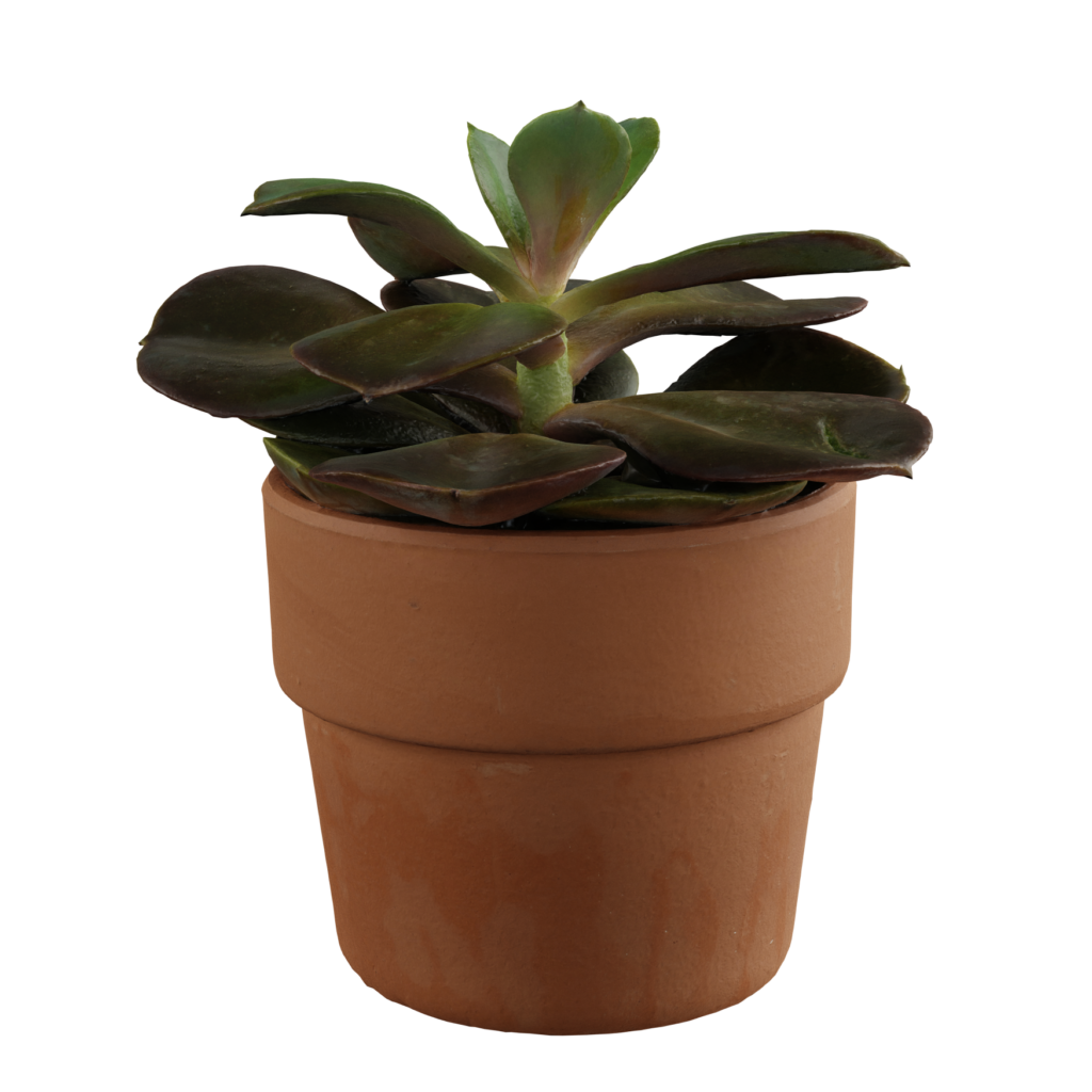 Echeveria Succulent 01 • iMeshh 3D Model for Blender 4.0+