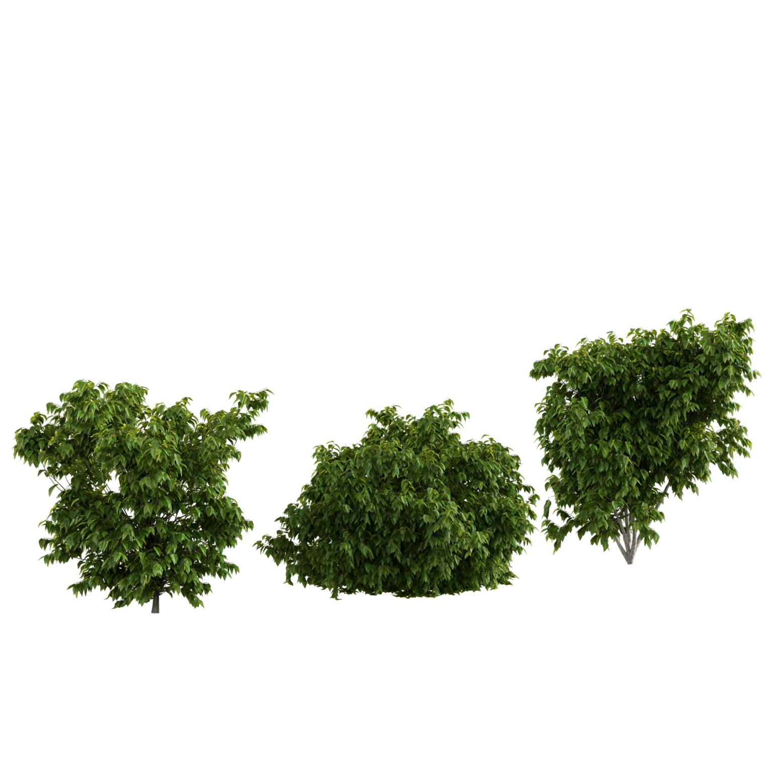 Bush Set 01 • iMeshh - 3D Model for Blender 4.0+