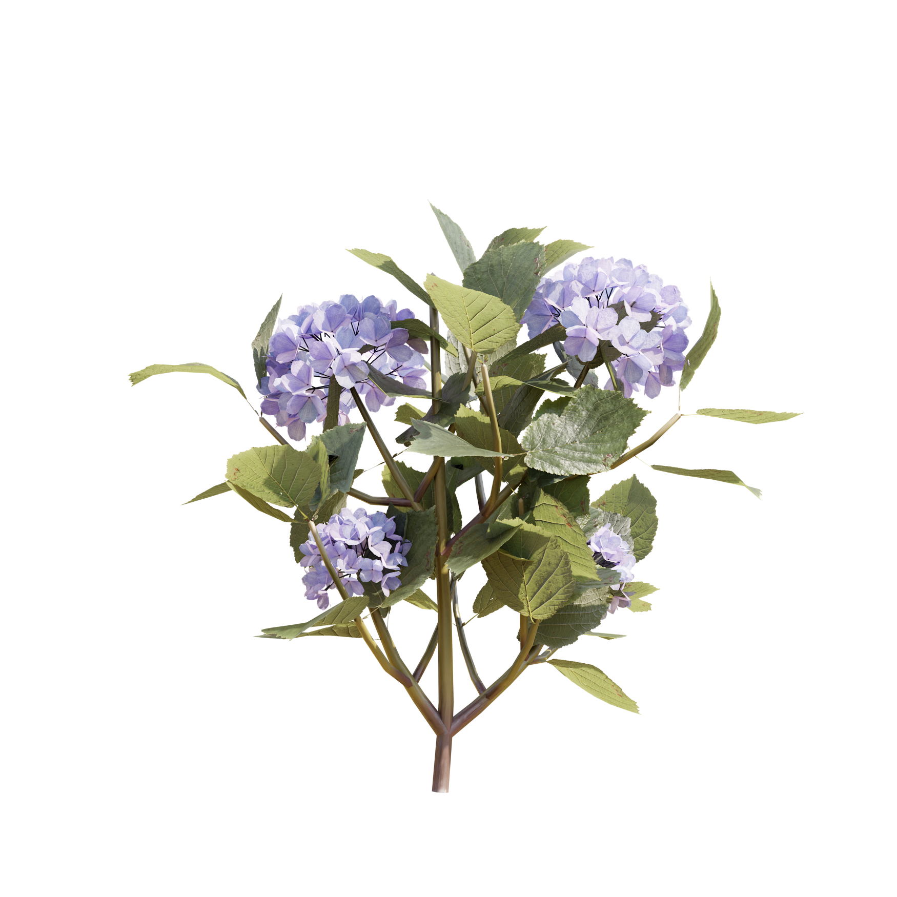Plants_Outdoor-Shrubs_Hydrangea_03