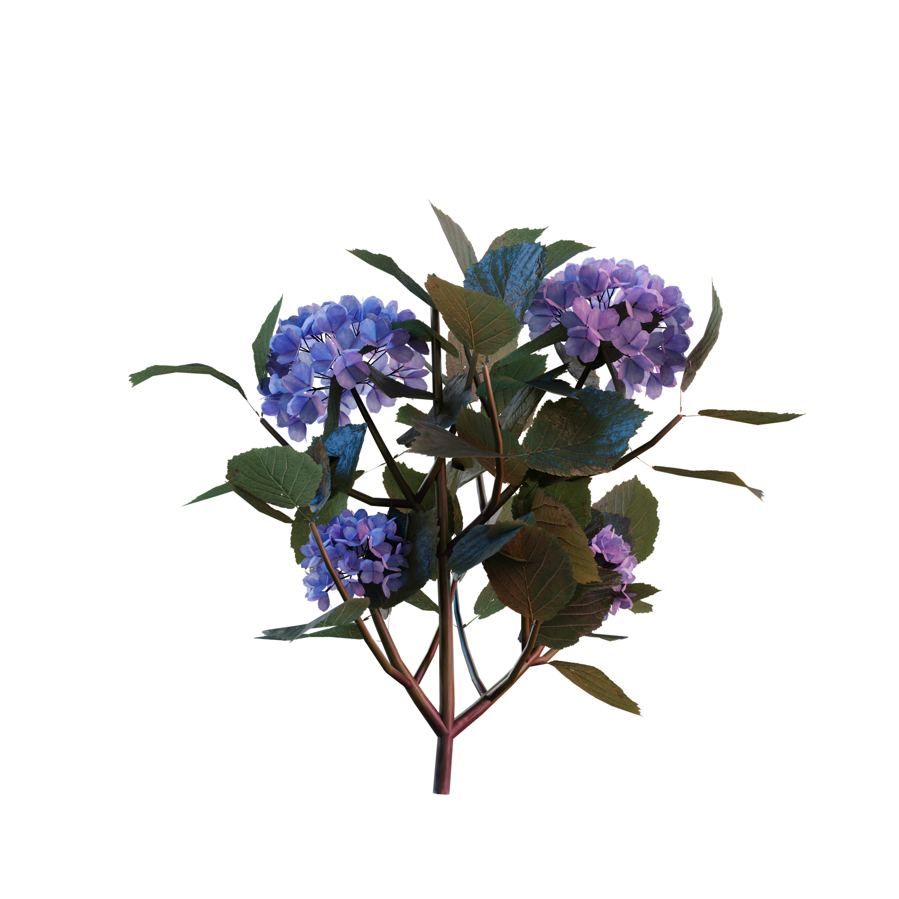 Plants_Outdoor-Shrubs_Hydrangea_03_Hover