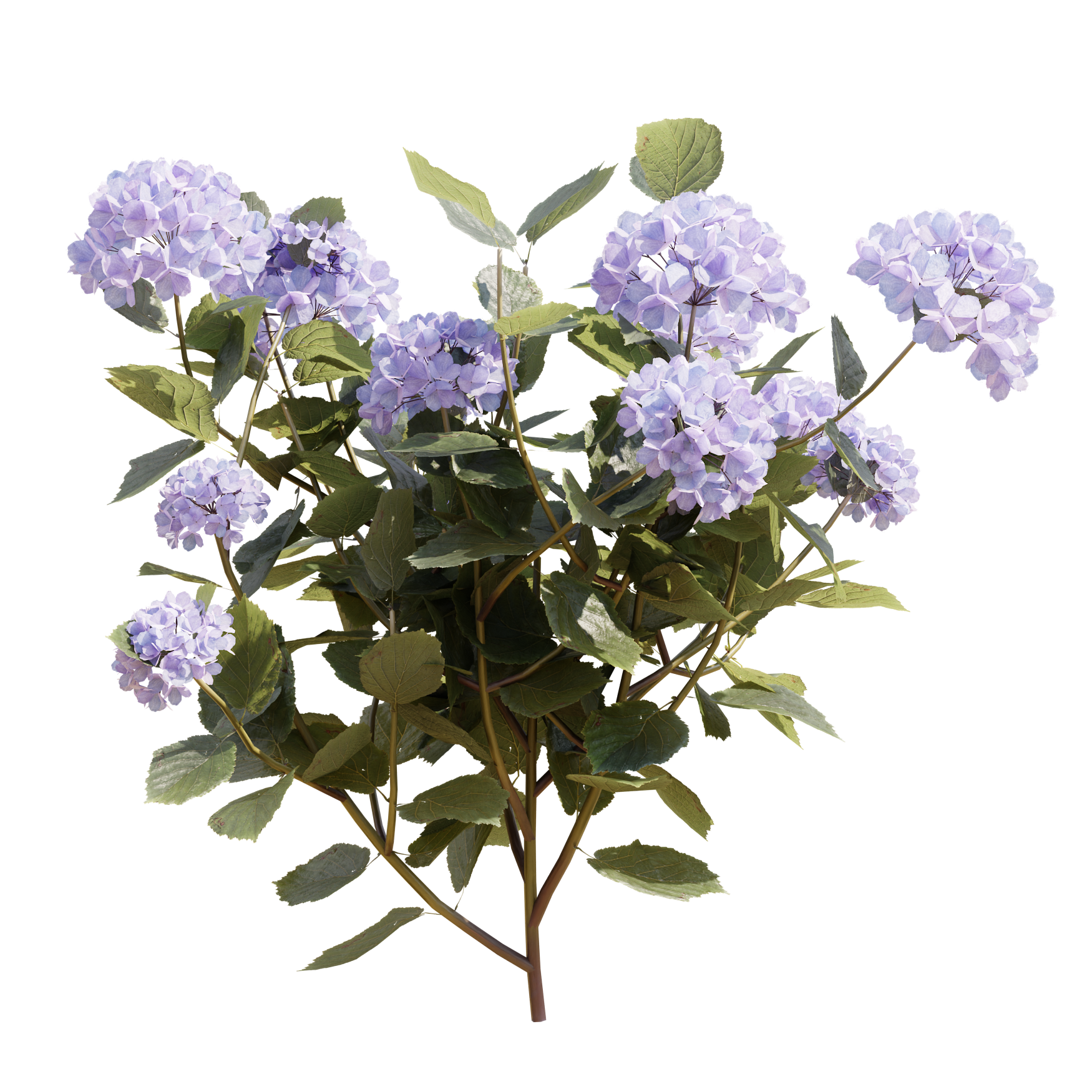 Plants_Outdoor-Shrubs_Hydrangea_02