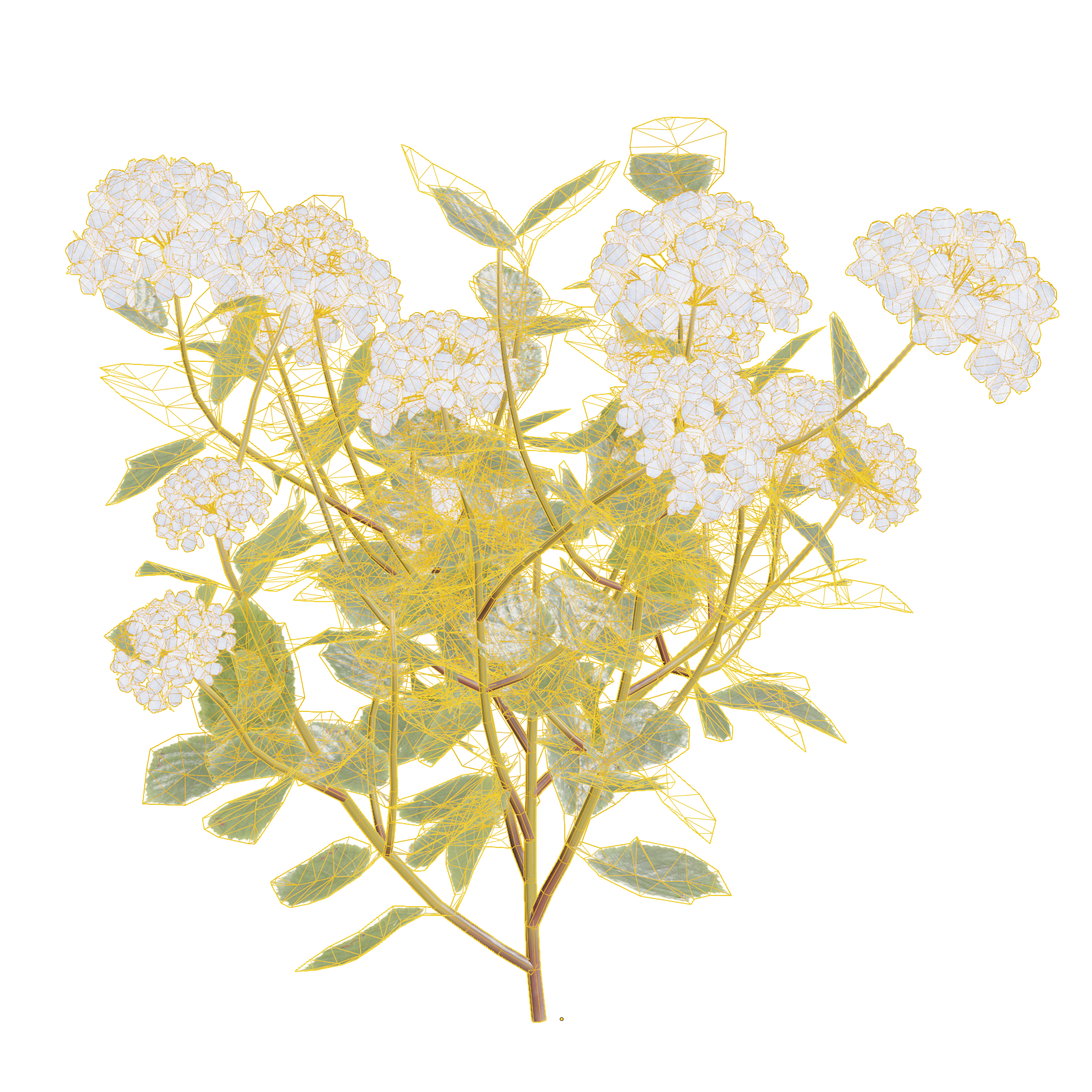 Plants_Outdoor-Shrubs_Hydrangea_02_Wireframe