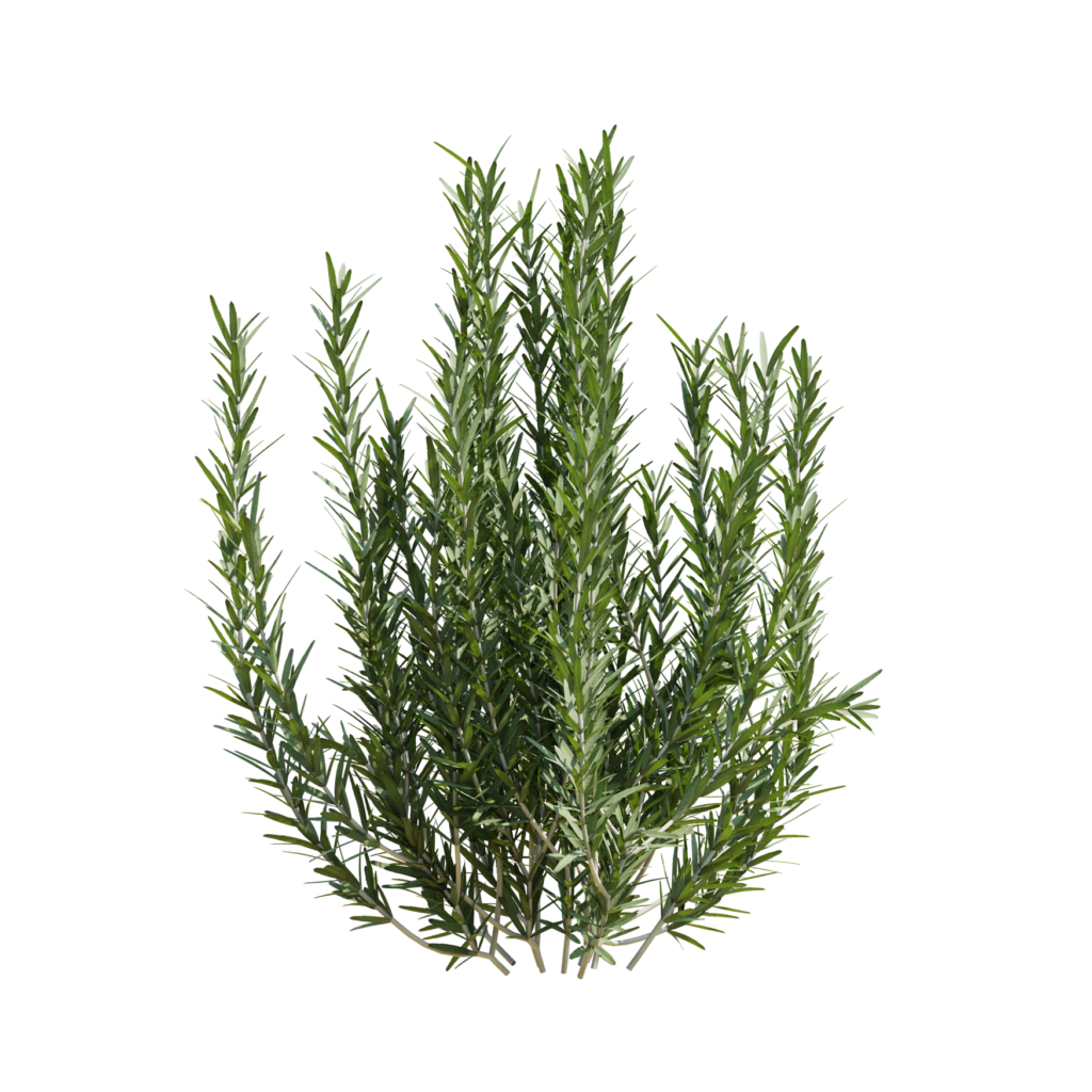 Rosemary 02 3D Models for Blender • iMeshh 3D Model Library
