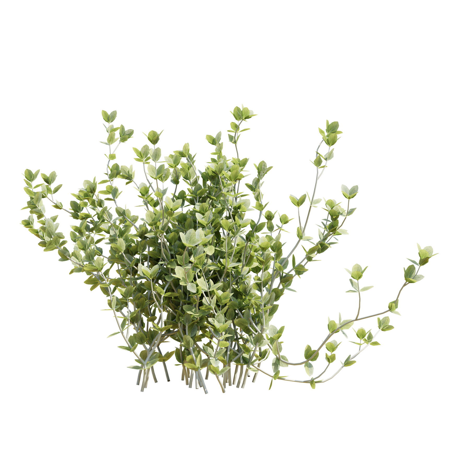 Plants_Outdoor-Shrubs_Thyme_01