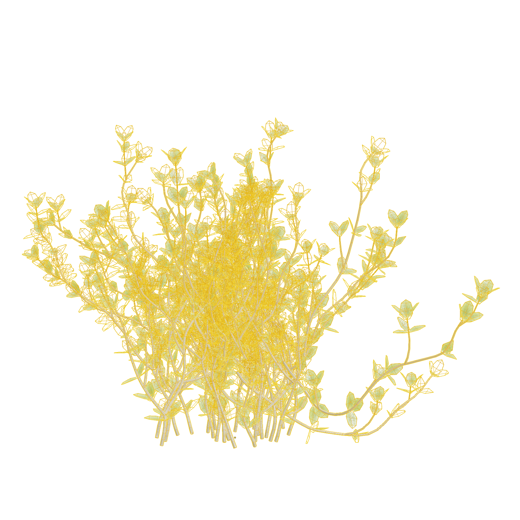 Plants_Outdoor-Shrubs_Thyme_01_Wireframe