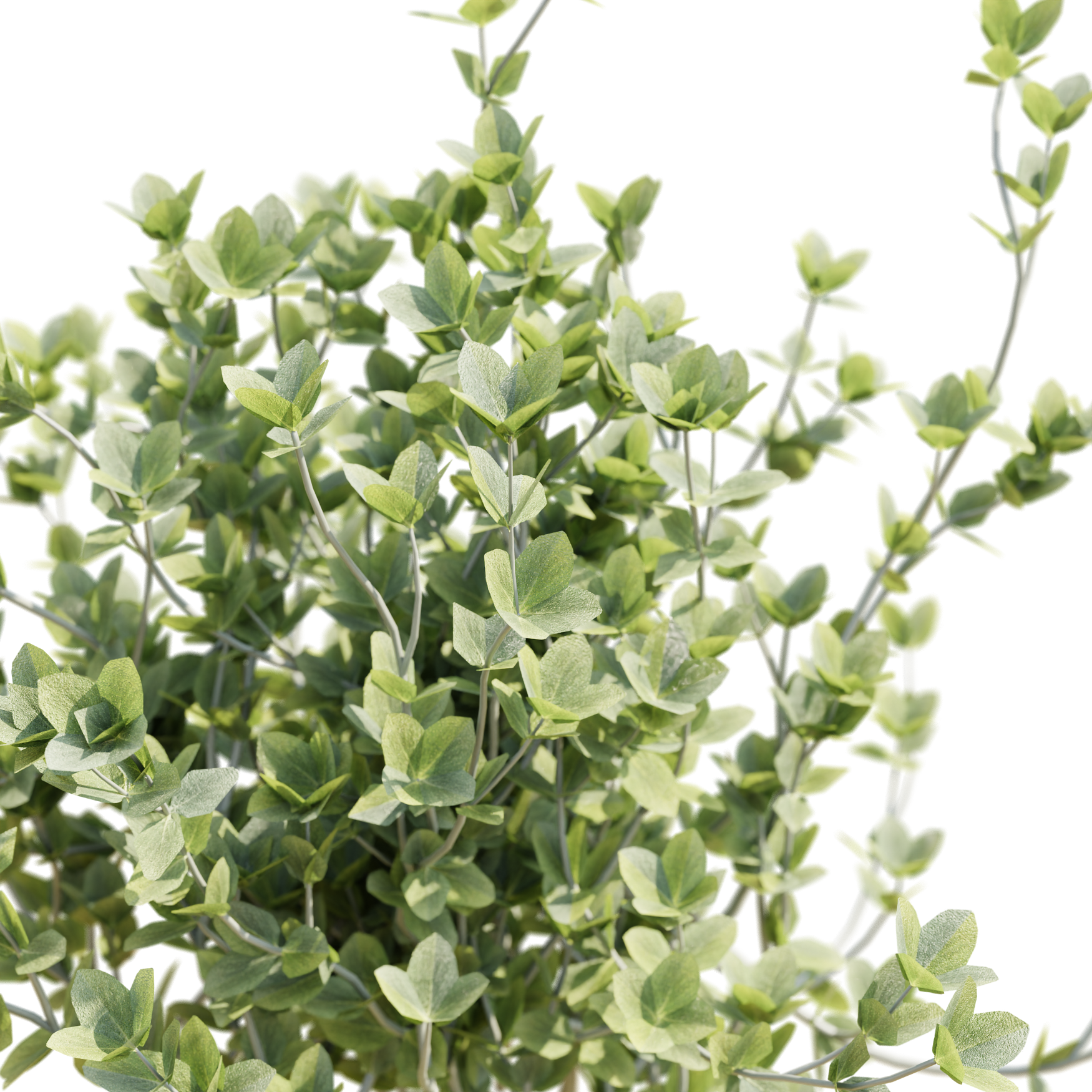 Plants_Outdoor-Shrubs_Thyme_01_Beauty