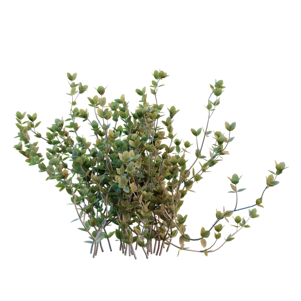 Thyme 01 3D Models for Blender • iMeshh 3D Model Library