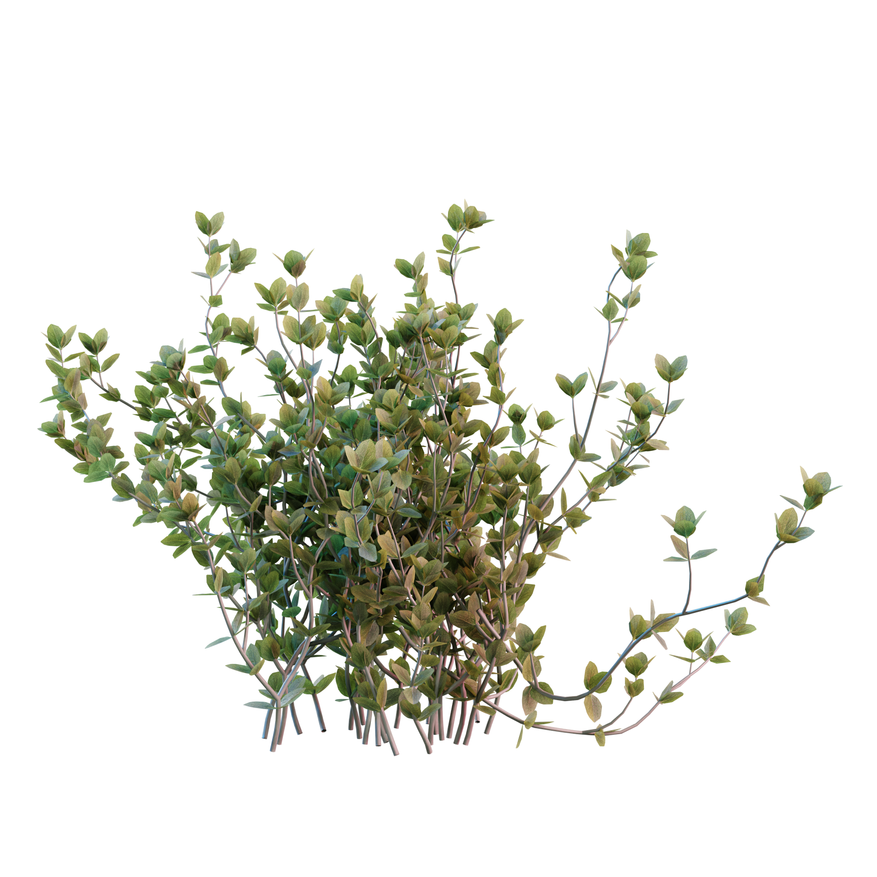 Plants_Outdoor-Shrubs_Thyme_01_Hover