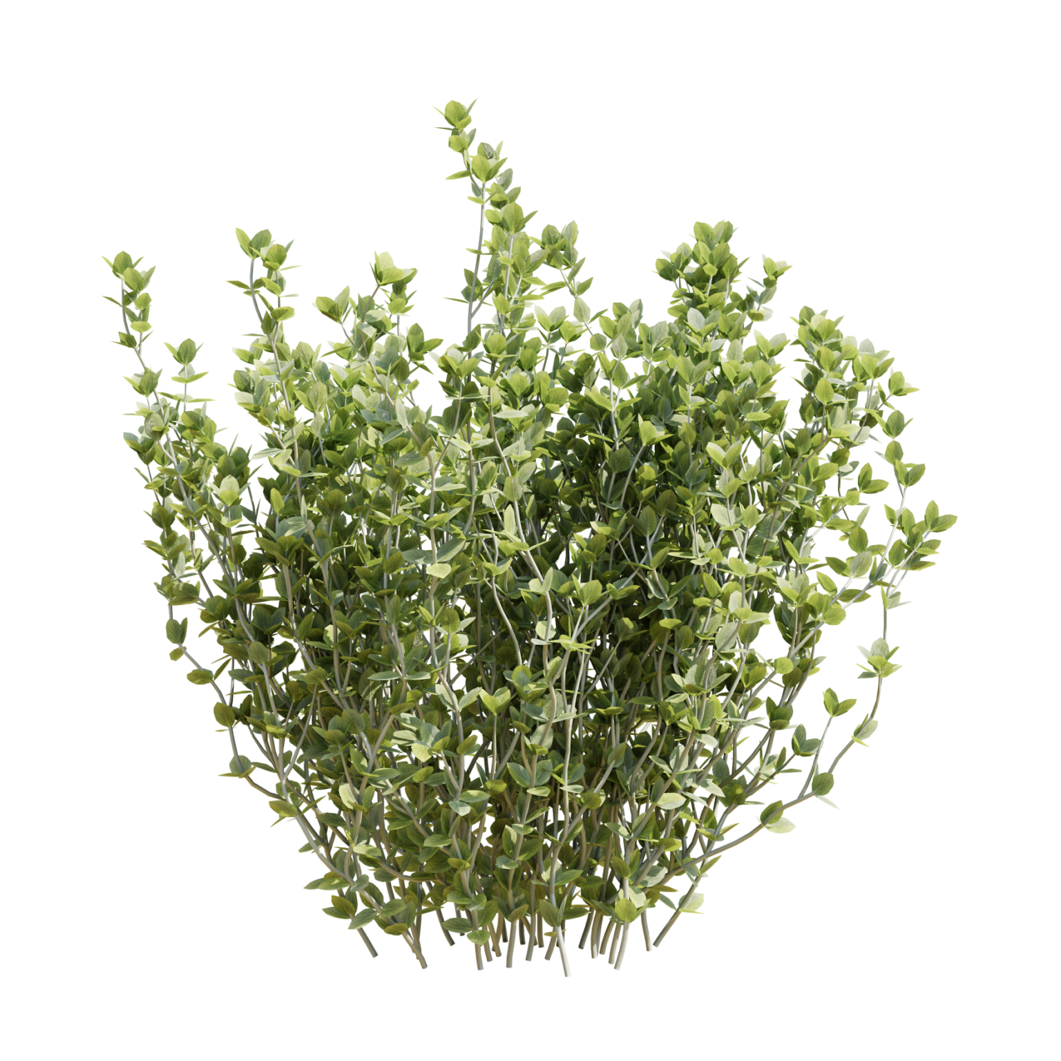 Thyme 02 3D Models for Blender • iMeshh 3D Model Library