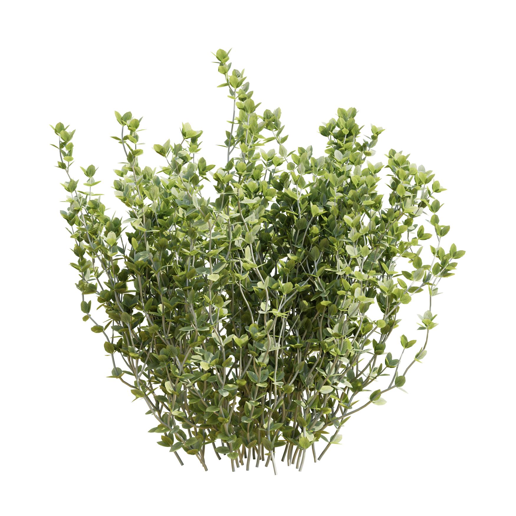 Plants_Outdoor-Shrubs_Thyme_02