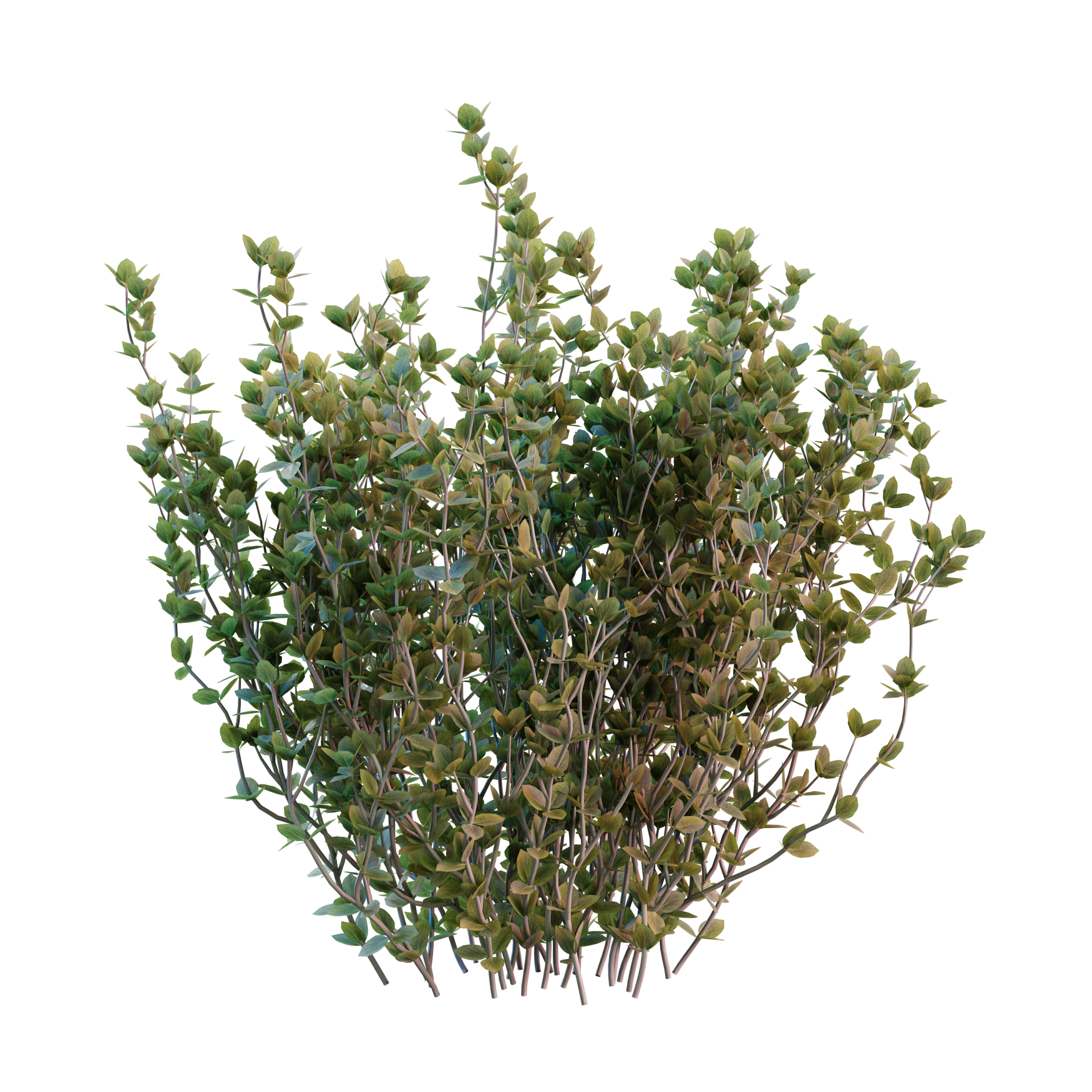 Plants_Outdoor-Shrubs_Thyme_02_Hover