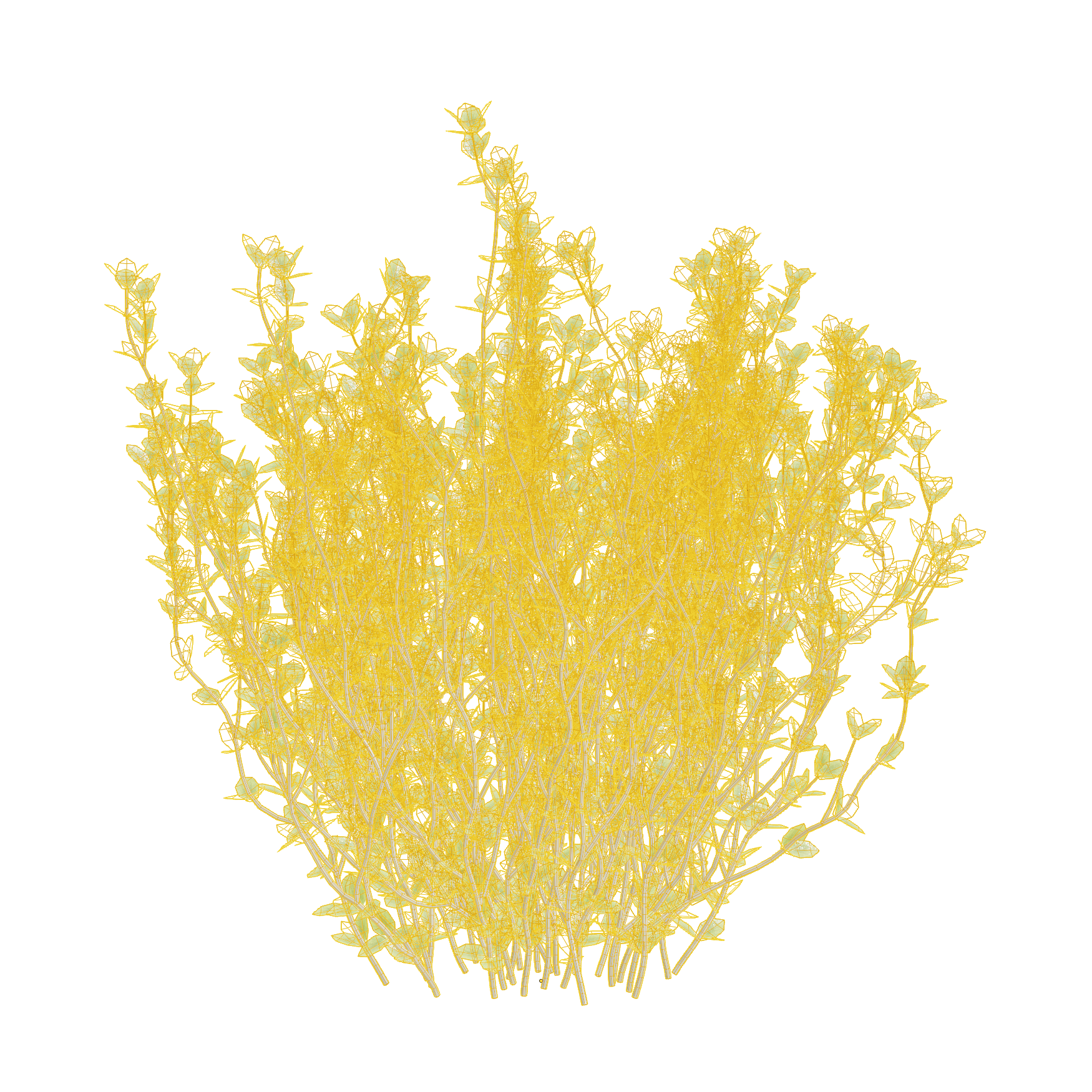 Plants_Outdoor-Shrubs_Thyme_02_Wireframe