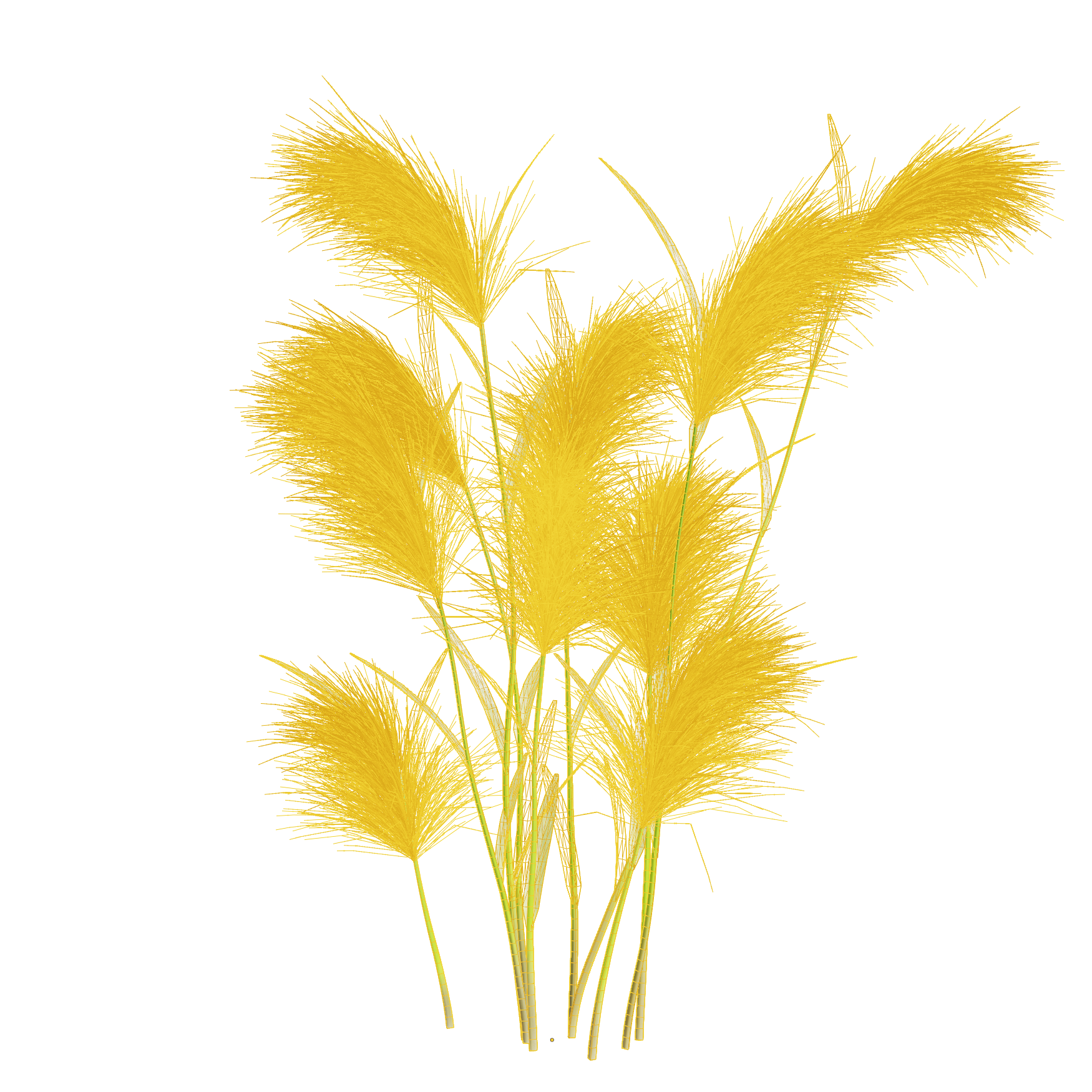 Plants_Outdoor-Shrubs_Hordeum-Jubalum_01_Wireframe