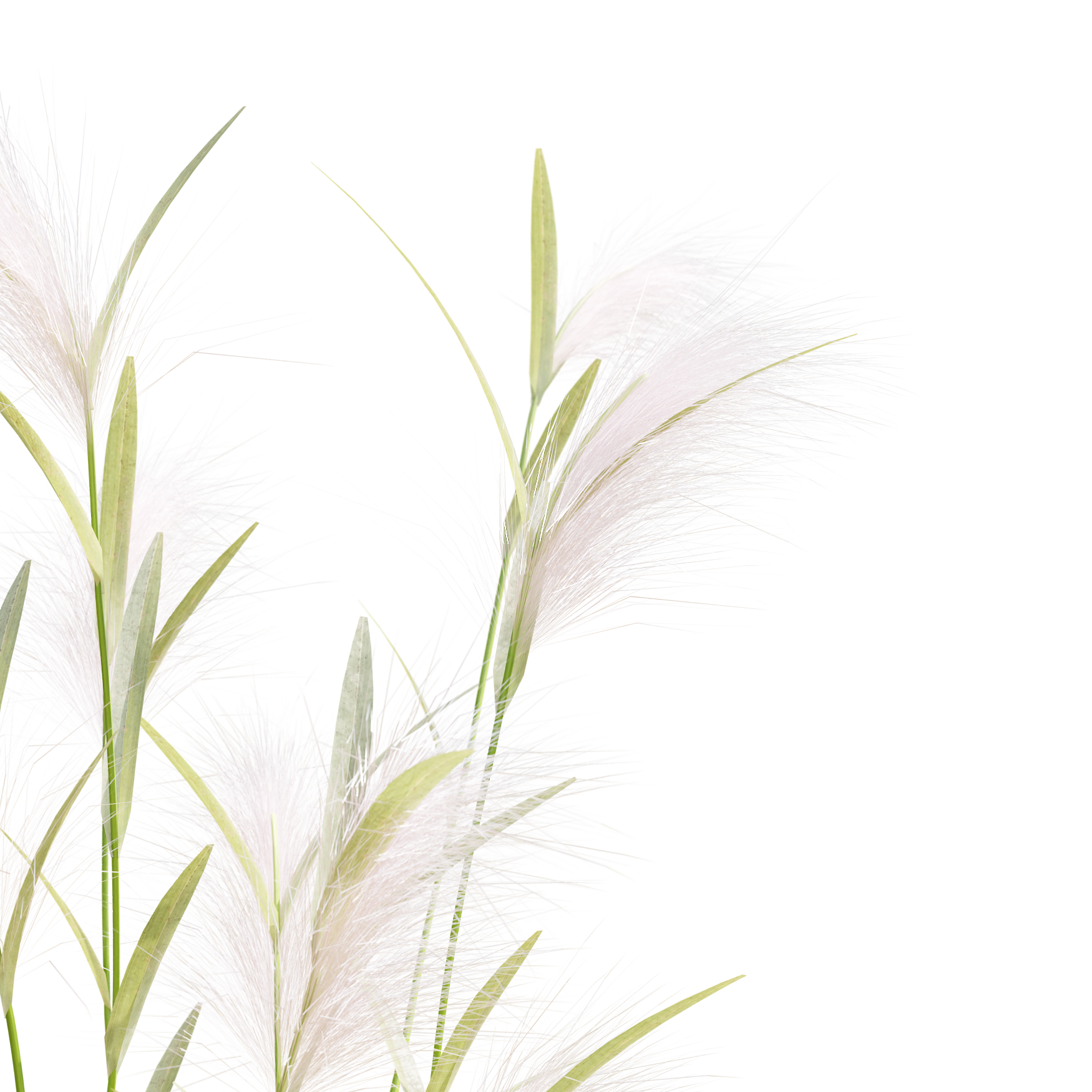 Plants_Outdoor-Shrubs_Hordeum-Jubalum_01_Beauty