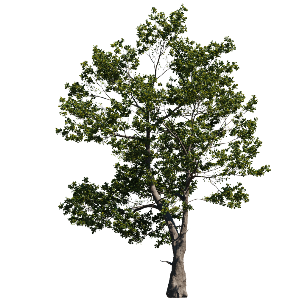 Alder tree 02 imeshh 3d model for blender 4 0 
