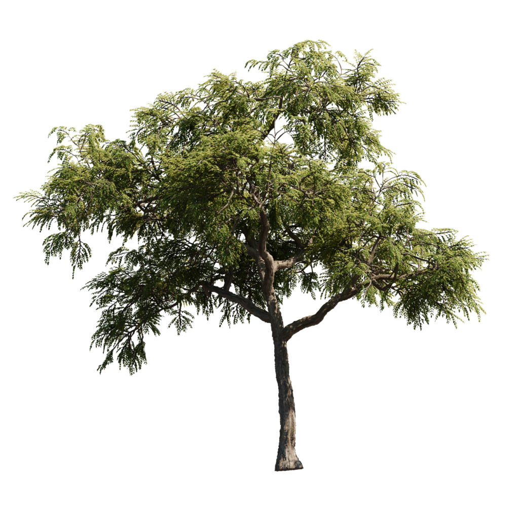 Honeylocust Tree 01 • iMeshh - 3D Model for Blender 4.0+